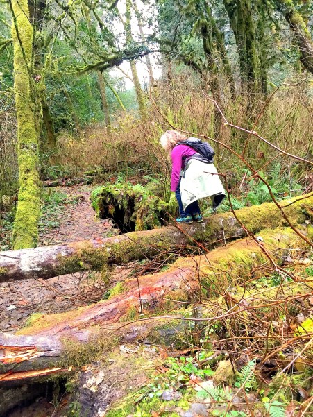 Trail to Golden Falls